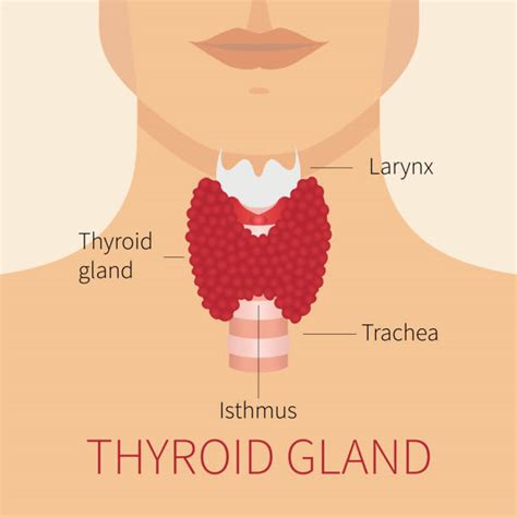 Thyroid Gland Illustrations, Royalty-Free Vector Graphics & Clip Art - iStock