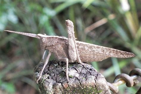 ACRIDIDAE | Pybio Paraguay Biodiversidad