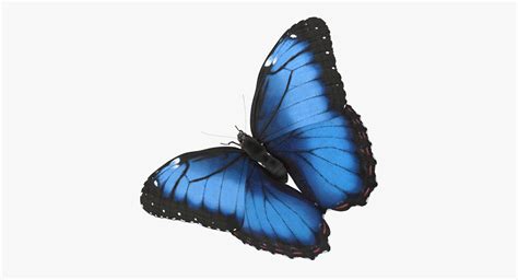 blue morpho butterfly wings 3d model