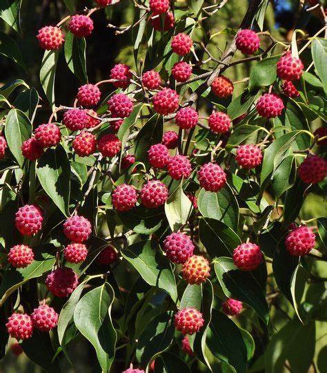 Dogwood Berries / Cornus kousa Fruit | Ornamental plants, Dogwood ...