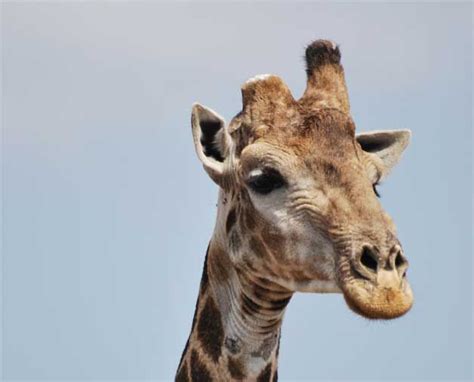 Giraffe | Giraffe, Giraffe horns, Horns