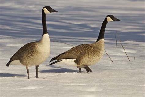 Savoring Servant: Canada Geese are back and complaining