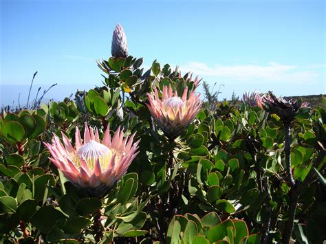 The Mad Professah Lectures: Succulent Sunday: Protea Cynaroides