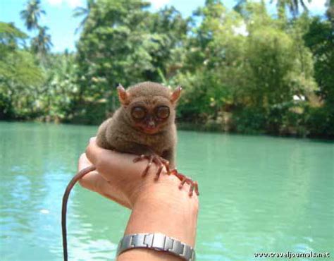 AUSTRALIAN FANTASY ADVENTURES: THE PYGMY TARSIER