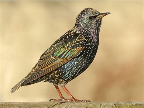 European Starling - estrelaspessoais