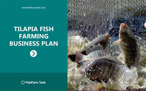 How To Tilapia Farming - Farming Mania