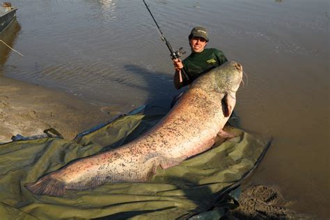 Mekong Giant Catfish - Brilliant News