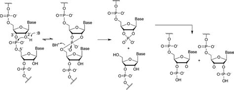 Cleavage of RNA phosphodiester bonds by small molecular entities: a ...