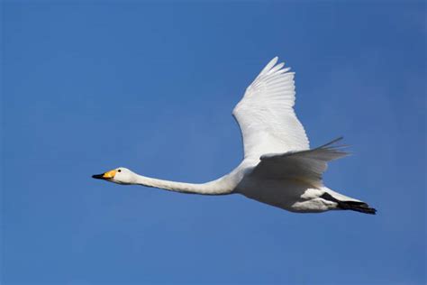 Royalty Free Whooper Swan Flying Pictures, Images and Stock Photos - iStock