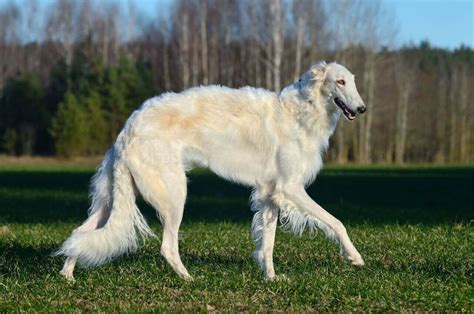 Hund mit langer Schnauze Archive - Haustierratgeber.de