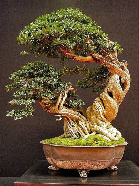 The 25+ best Bonsai tree types ideas on Pinterest | Bonsai plants ...