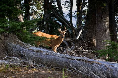 Views of Olympic National Park, Washington - Travel Past 50