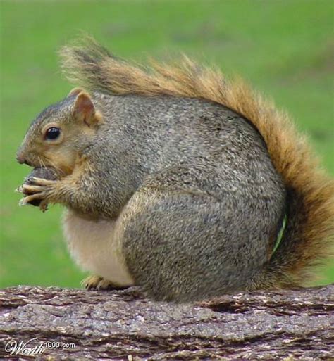 Squirrels images Fat Squirrel wallpaper and background photos (855818)