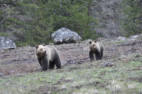 Cody,WY Shuttle Tour | Guided Yellowstone National Park Tour (Wyoming)