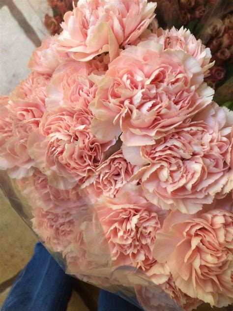 Peach carnations | Carnations, Peach, Beautiful