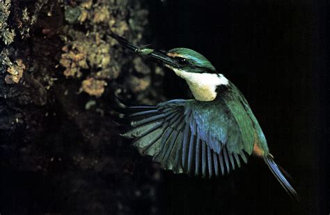 The sacred kingfisher | New Zealand Geographic