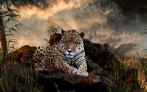 Wild Animals HD Wallpapers - Wallpaper Cave