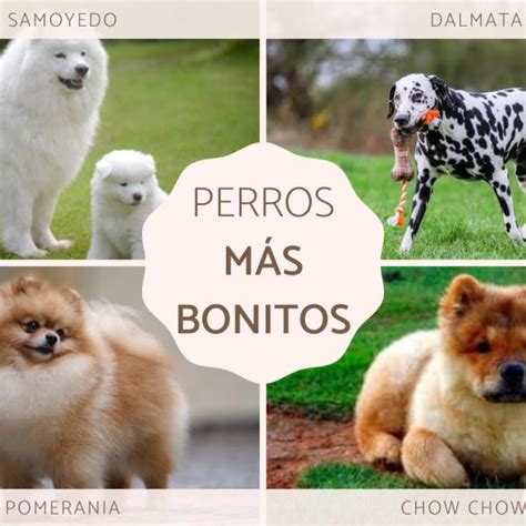 Sierra Chapoteo Hermana razas de perros mas pequeños en colombia Inducir Hamburguesa Transeúnte