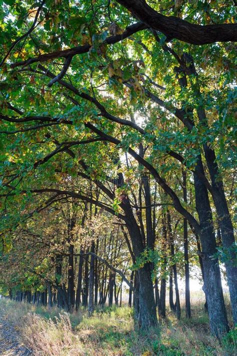 Trees in a row stock image. Image of yellow, tranquility - 89405931