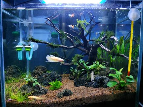 Male Betta Tank Mates 20 Gallon Bulk Buy | www.pinnaxis.com