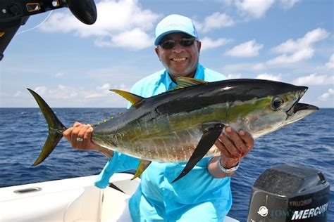 Yellowfin Tuna Fishing: species guide, charters and destinations - Tom ...