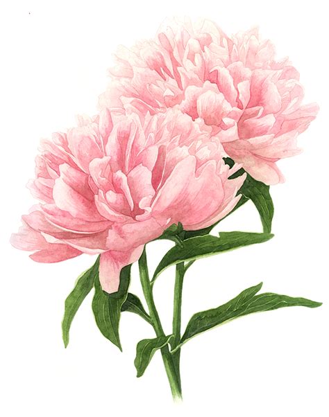 Double Pink Peonies — Amanda Farquharson