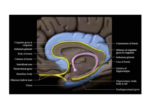 Anatomy of hippocampus ( radiology )