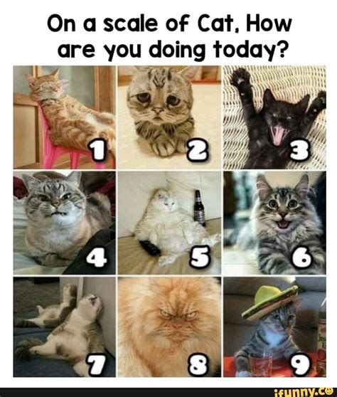 On a scale oF Cat. How are you doing today? - iFunny | Feelings chart, How are you feeling, In memes