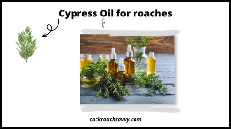 Essential Oils for Roaches: A Non-Toxic Solution for Pest Control