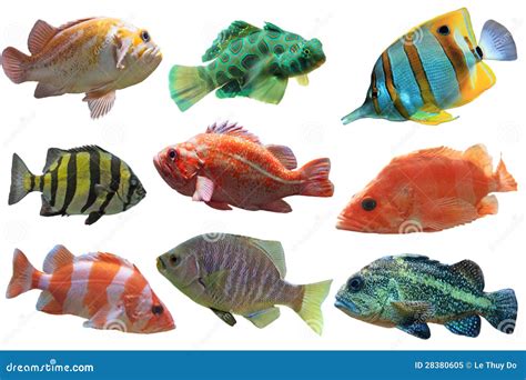 Fish Group Royalty Free Stock Photo - Image: 28380605