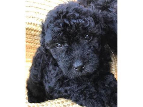 Black Miniature Poodle Pups for Sale Nashville - Puppies for Sale Near Me