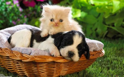 cute, Friend, Cat, Dog, Baby Wallpapers HD / Desktop and Mobile Backgrounds