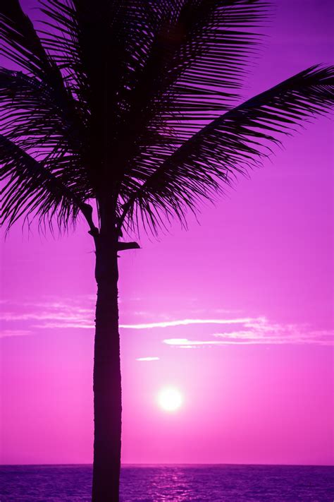 Palm Tree Silhouette Free Stock Photo - Public Domain Pictures