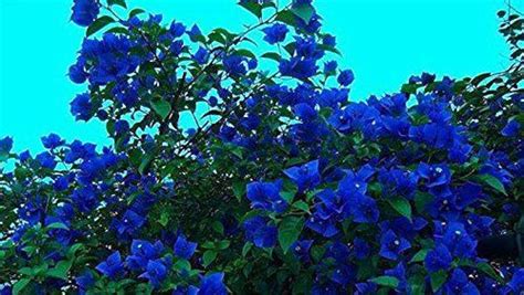 A Package 100 Pieces Seeds Unique Blue Bougainvillea Spectabilis Seeds ...