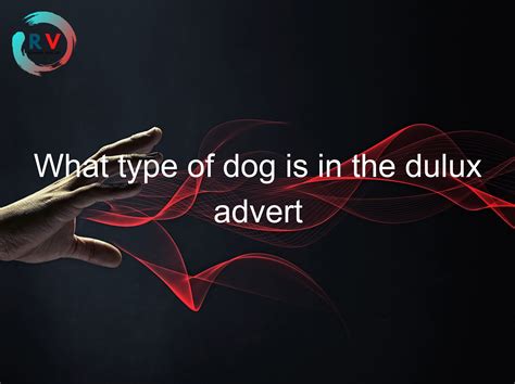 🔴 What Type Of Dog Is In The Dulux Advert - 2024 Updated RECHARGUE YOUR LIFE