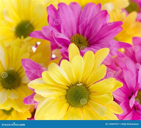 Antecedentes: Flores Amarillas Y Rosadas De La Margarita Imagen de archivo - Imagen de amarillo ...