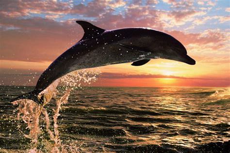 Dolphins in Sunset Photograph by Christian Corbett - Fine Art America