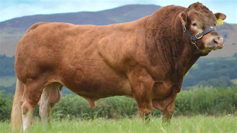 Limousin Beef Cattle | Well-muscled And Lean - YouTube