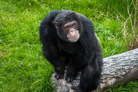 Successful Zoo Debut for Chimpanzee Scooter - The Houston Zoo