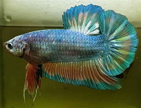 17 Facts About Giant Betta Fish That Will Surprise You