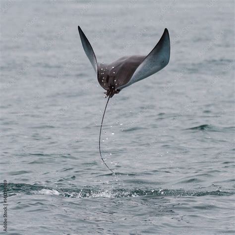 Flying Manta Ray with Wings flapping Stock Photo | Adobe Stock