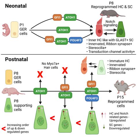 Turning Cell Fate Switches to Regenerate ear - Biopatrika