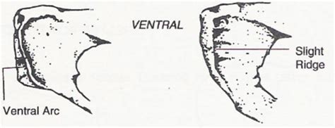 Ventral Arc Pelvis