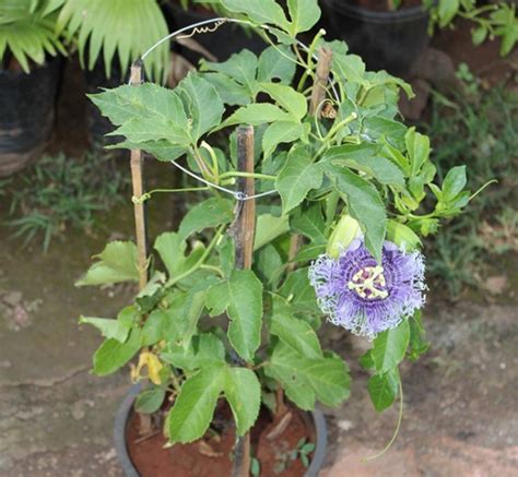 Passiflora Blue Flower plant - Online at Nursery nisarga