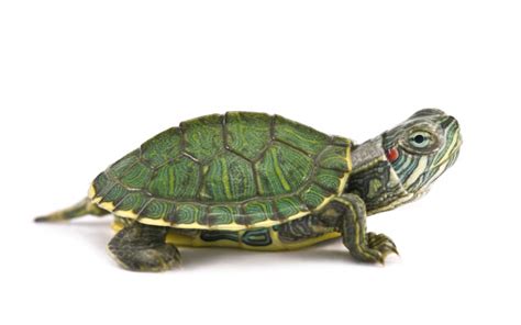 Turtle Shell Art & Collectibles Collectibles Figurines & Knick Knacks ...