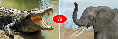 African Elephant vs Nile crocodile Fight comparison- who will win?