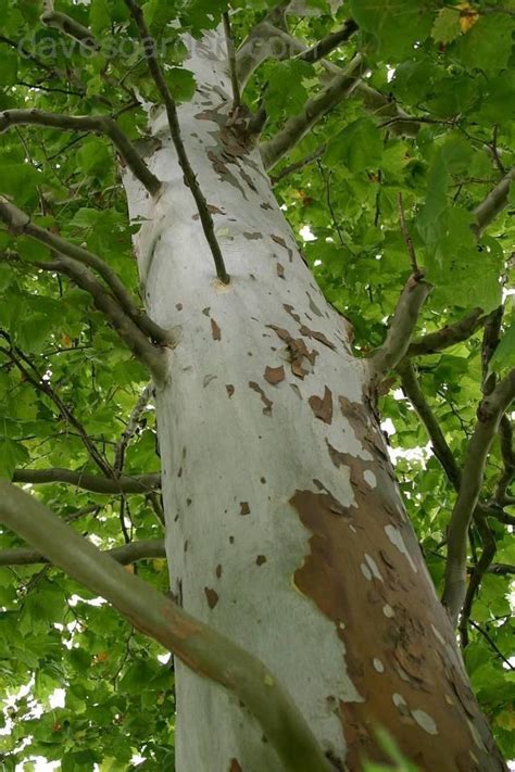 Sycamores Get No Respect - Eat The Weeds and other things, too | Shade ...