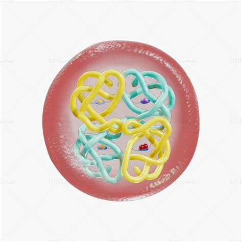 The Structure of Hemoglobin 3D Model