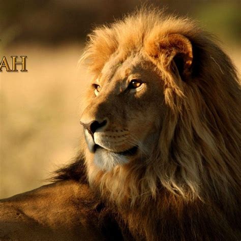 10 Most Popular Lion Of Judah Pics FULL HD 1920×1080 For PC Desktop 2024