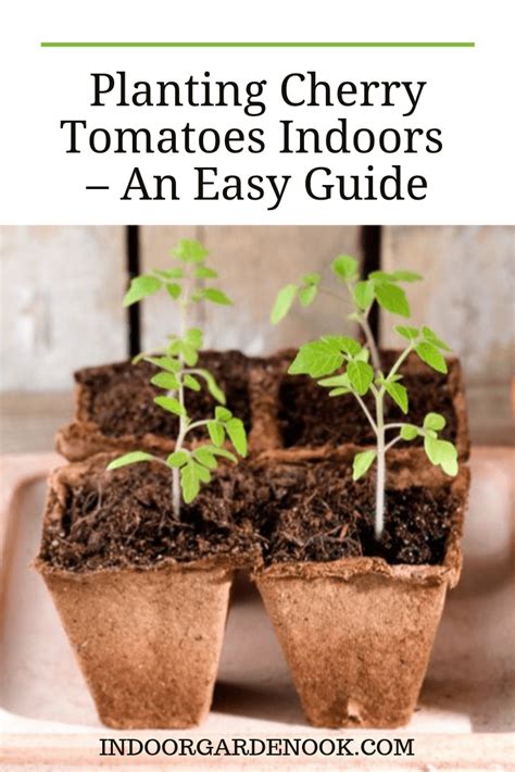 Grow Cherry Tomatoes Indoors (#1 Guide With Steps) | Growing cherry tomatoes, Cherry tomatoes ...